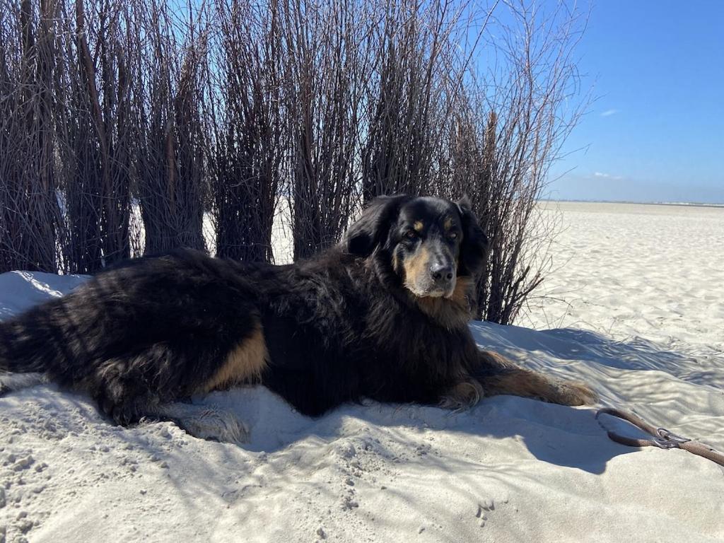 Ferien Im Wangerland Ferienwohnung Leuchtturm Minsen Schillig Hund Pool Sauna Norderaltendeich Экстерьер фото